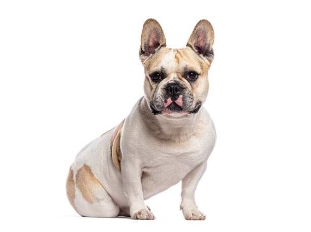 istock French bulldog sitting and looking forward on white background 2190268764