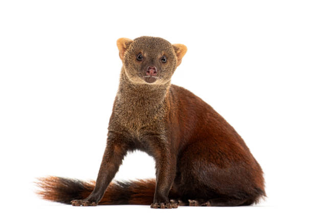 istock Ring-tailed vontsira or ring-tailed mongoos, Galidia elegans, isolated on white 2190269800