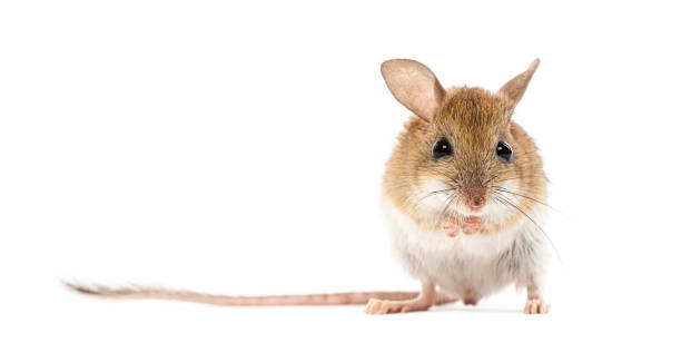 istock Spinifex hopping mouse, Notomys alexis, washing its muzzle with its paws 2190269803