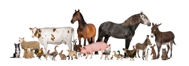 istock Large group of many farm animals standing together 2190269822