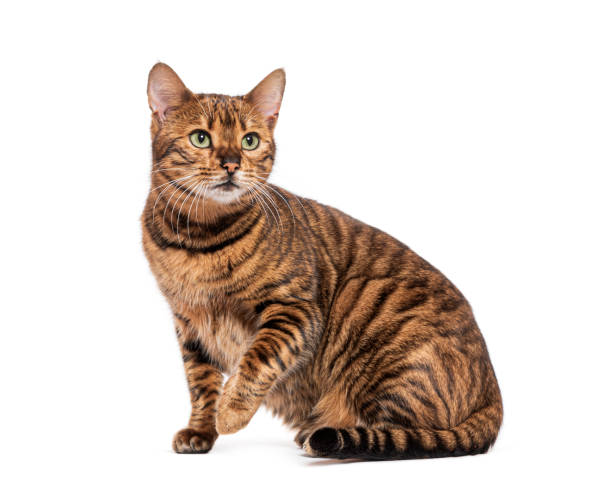 istock Striped toyger cat sitting and looking up curiously 2190269973