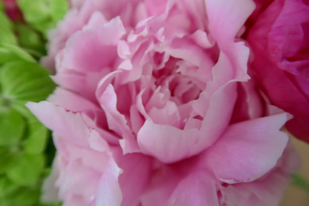 istock delicate close-up of soft pink peony petals unfolding in layers 2190270594