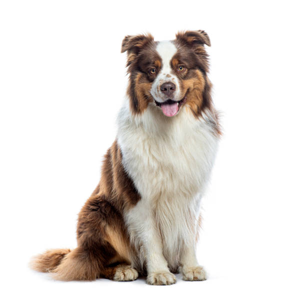 istock Panting Australian shepherd looking at the camera, isolated on white 2190271113