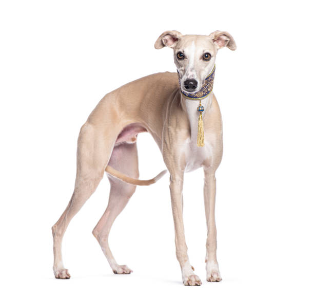istock Whippet dog wearing a fancy collar, standing on a white background 2190271114