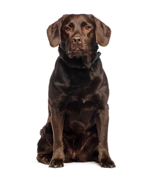 istock Chocolate labrador retriever sitting and looking at camera 2190271177