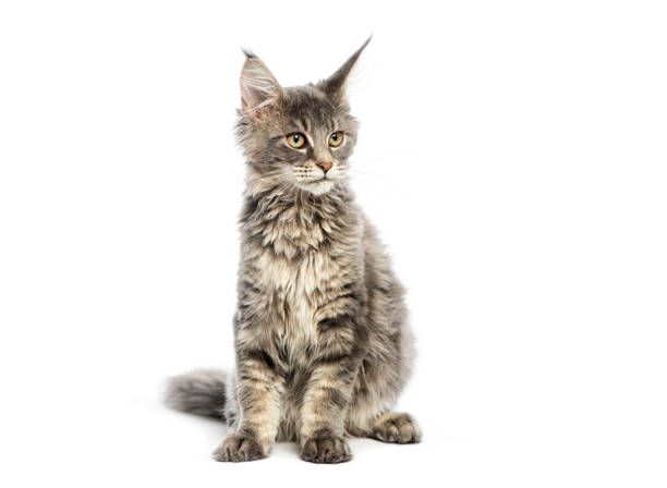 istock Curious grey four months oldmaine coon kitten sitting and looking away from camera on white background 2190271586