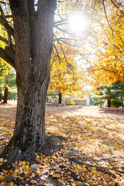 istock Sun Shining Through Yellow Leaves on Tree in Mahwah New Jersey 2190275706