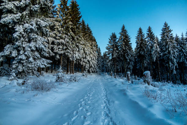 Winter hike through the Thuringian Forest near Oberhof at blue hour - Thuringia - Germany