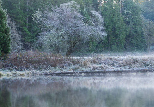 landscape of a weeping willow by a lake