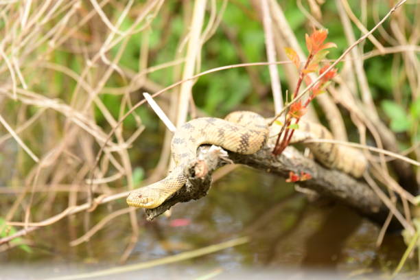 istock Mississippi River Swamp Critters 2190278181