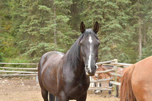 Ranch horse in the mountains fence