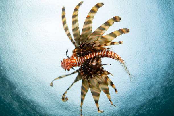 istock A Lionfish Swims Under the Surface Where Rain Falls 2190281441