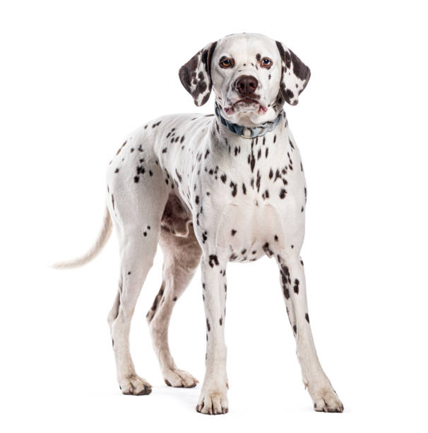 istock Brown spotted Dalmatian dog standing and looking at camera on white background 2190281489