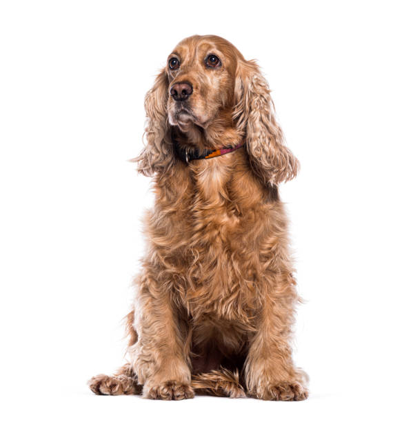 istock English Cocker Spaniel wearing a dog collar, sitting and looking away , isolated on white 2190282157