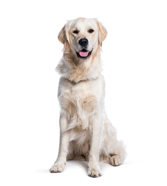 istock Golden retriever dog sitting and panting on white background 2190282190