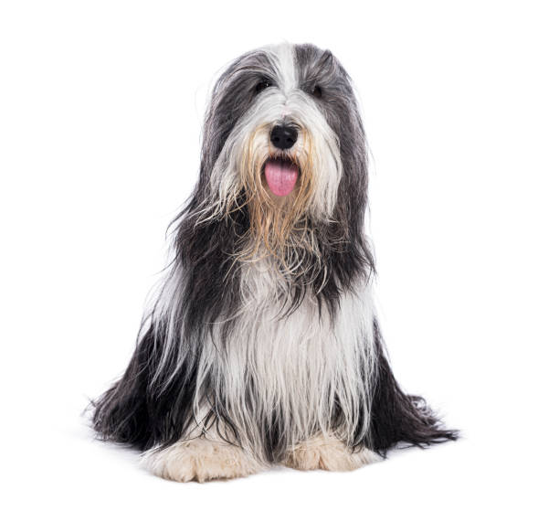 istock Bearded collie dog sitting and panting on white background 2190282191