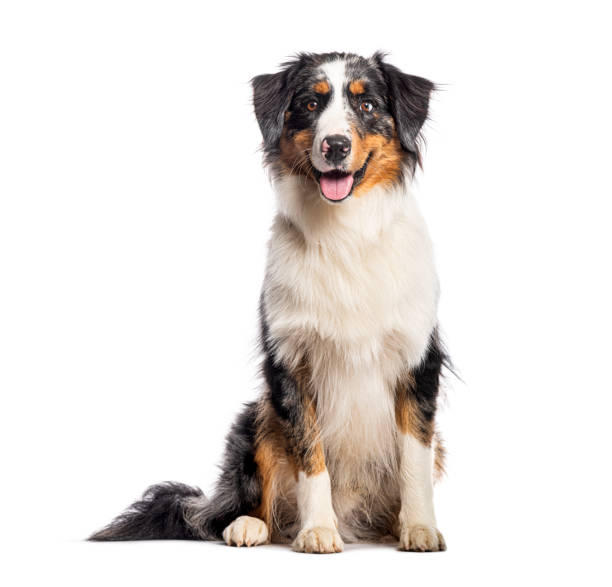 istock Sitting australian shepherd panting and looking at the camera, isolated on white 2190282519