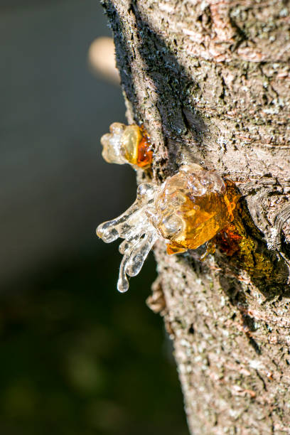 istock Sticky cherry resin. The resinous liquid that flows from the bark of the cherry tree. 2190282564