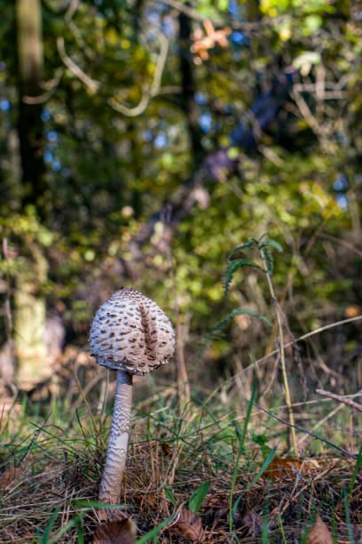 istock A large Parasol Mushroom, growing in woodlan. 2190282597