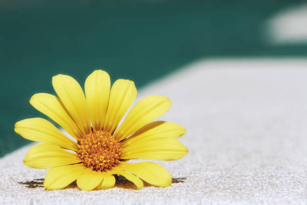 one beautiful yellow daisy flower, plucked, lies on a white-green road depicted in close-up