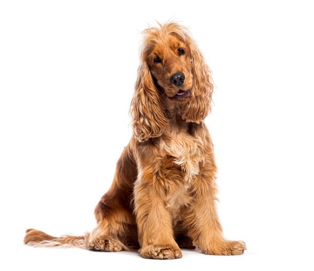 istock Sitting red English Cocker looking at the camera head tilted, isolated on white 2190284387