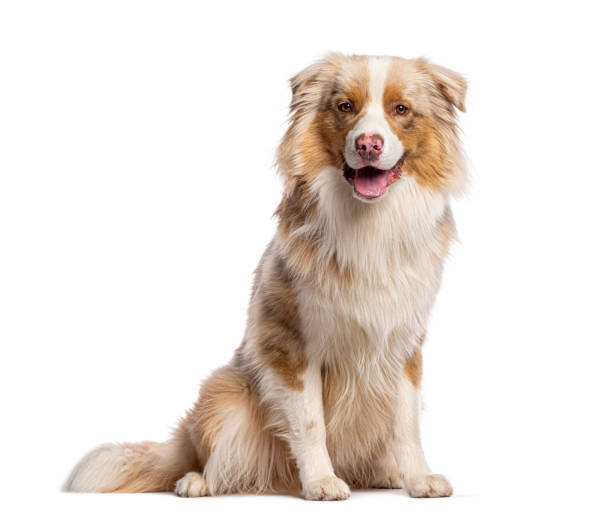 istock Australian shepherd dog sitting and panting on white background 2190284388