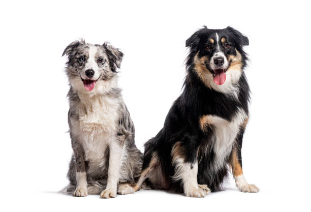 istock Two australian shepherd dogs sitting and panting on white background 2190284499