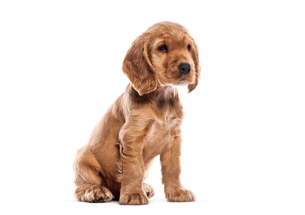 istock two months old English cocker spaniel puppy sitting and looking away on white background 2190284556
