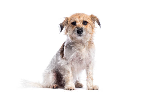 istock Cute crossbreed dog sitting and posing on a seamless white backdrop 2190284671