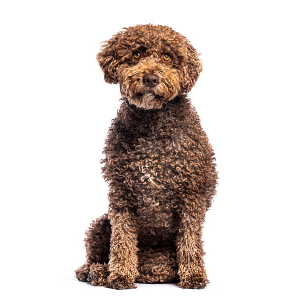 istock Spanish water dog sitting and looking attentive on white background 2190284687