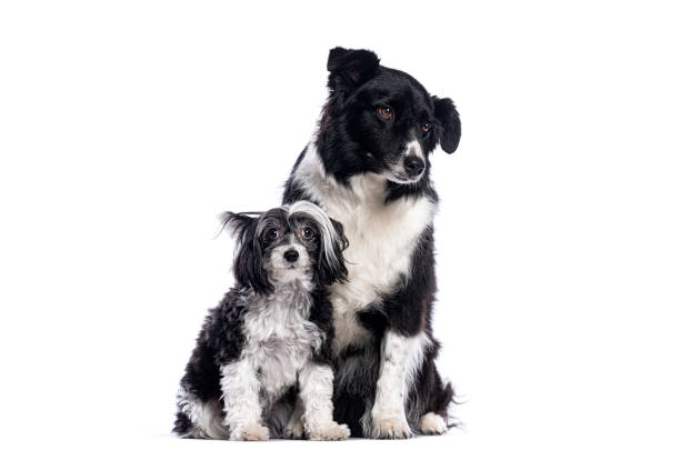 istock Border collie and chinese crested dog sitting together on white background 2190284689