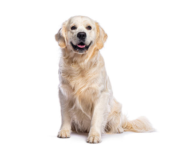 istock Golden retriever sitting and panting on white background 2190284746