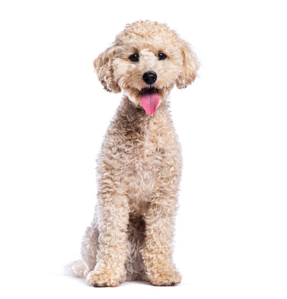 istock Adorable poodle puppy sitting and panting on white background 2190284753