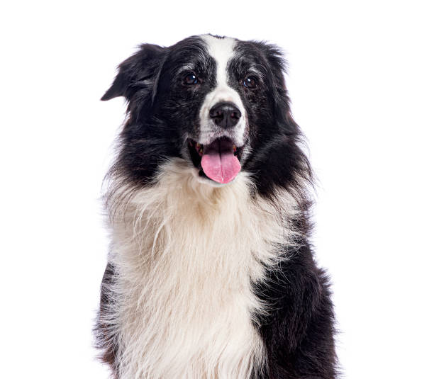 istock Border collie panting and looking at viewer on white background 2190284764