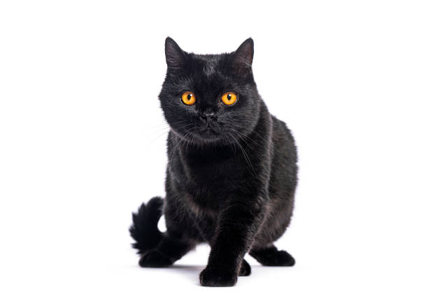 istock Black british shorthair cat walking on white background 2190284776