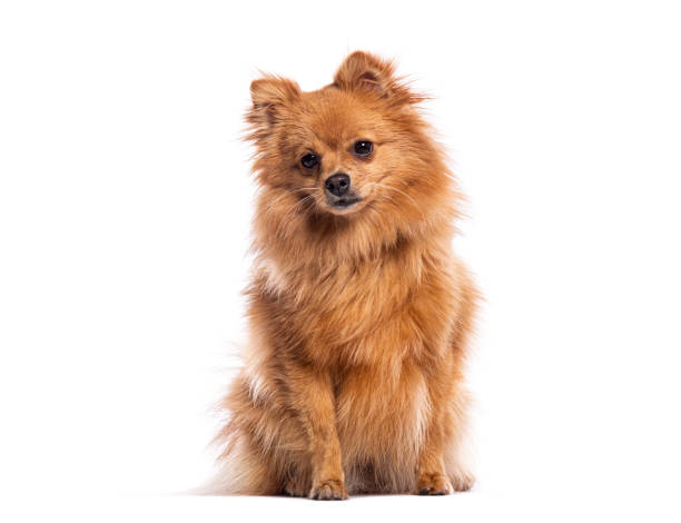 istock Adorable german spitz dog sitting on white background 2190284789