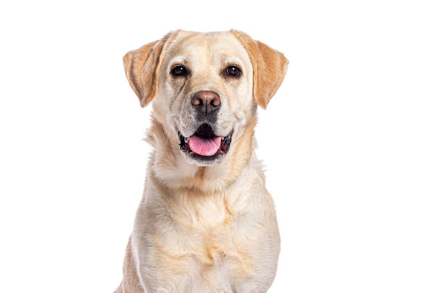 Happy panting labrador retriever looking at camera isolated on white background