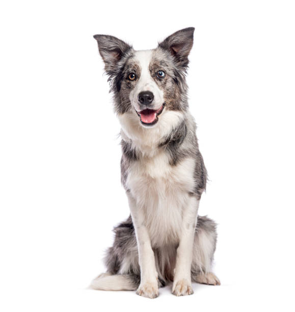 istock Border collie sitting and panting on white background 2190284888