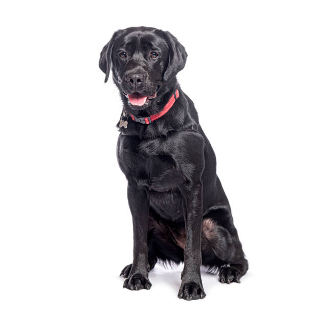 istock Black labrador retriever sitting and panting on white background 2190284951
