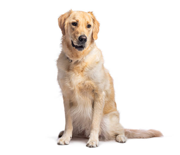 istock Golden retriever sitting and panting on white background 2190285012
