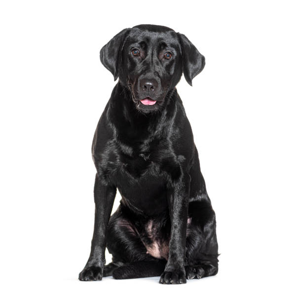 istock Black labrador retriever sitting and panting on white background 2190285070