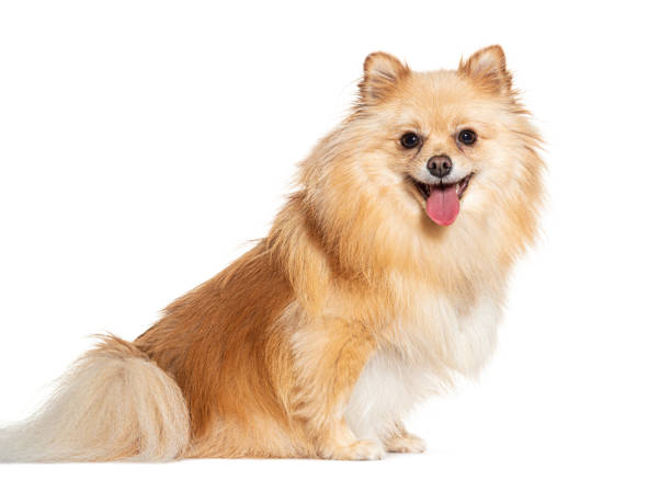 istock Happy pomeranian dog sitting and panting on white background 2190285076