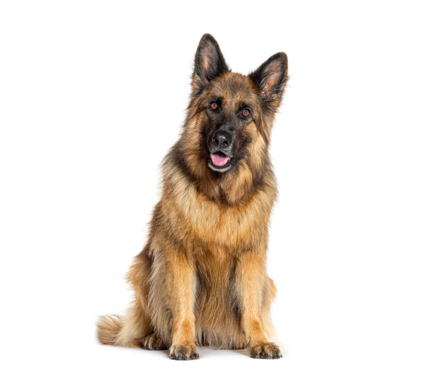 istock German shepherd dog sitting and panting on white background 2190285121