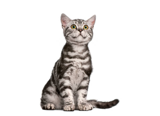 istock British shorthair kitten sitting and looking up with curiosity 2190285178