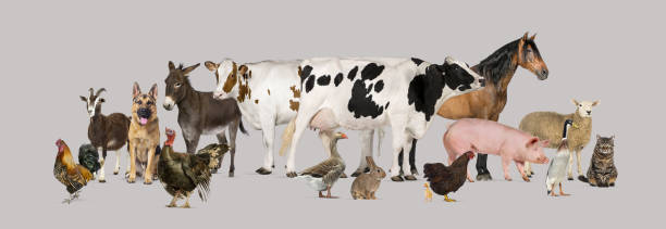 istock Large group of many farm animals standing together 2190287436