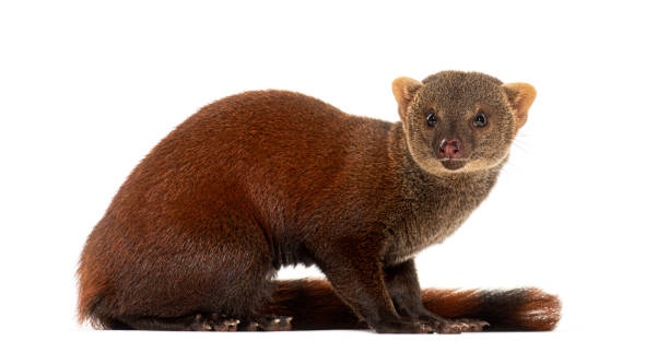istock Ring-tailed vontsira or ring-tailed mongoos, Galidia elegans, isolated on white 2190287438