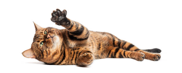 istock Playful Toyger cat lying on its side raising paw on white background 2190287498