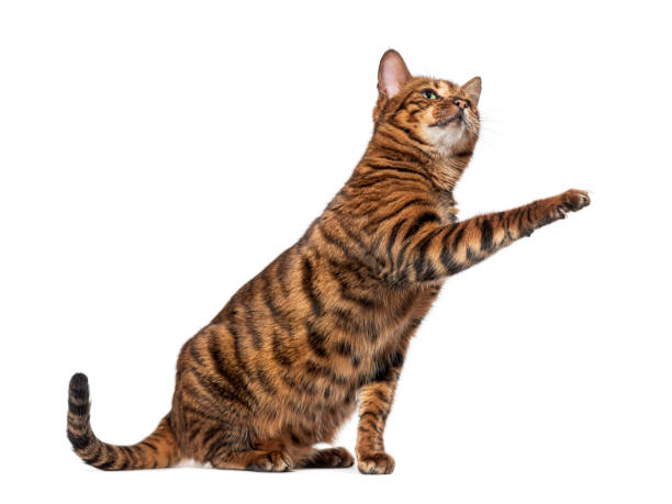 istock Toyger cat raising paw sitting on white background 2190287504