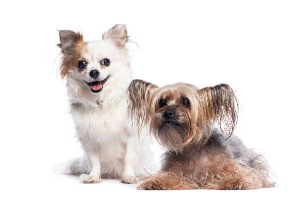 Chihuahua sitting and a yorkshire terrier lying down, both looking forward, isolated on white