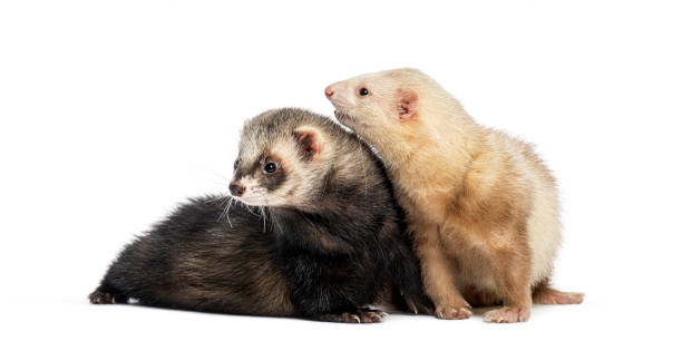 istock Pair of ferrets posing together on white background 2190287561